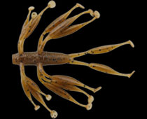 Imakatsu Hairy Hawg 3"