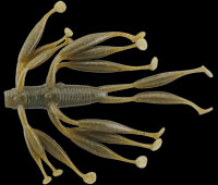 Imakatsu Dread Hog 4"