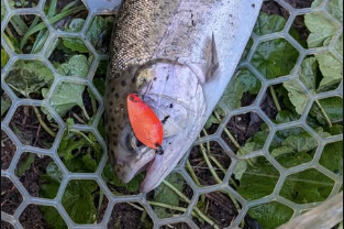 Purpose of Trout Openers