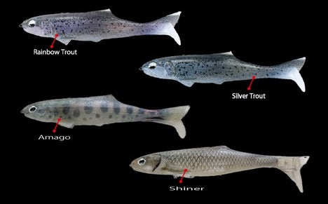 Signal – Japan Import Tackle