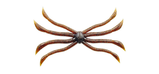 Fish Magnet Octopus